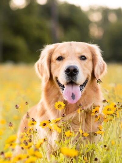 Pets & Animals